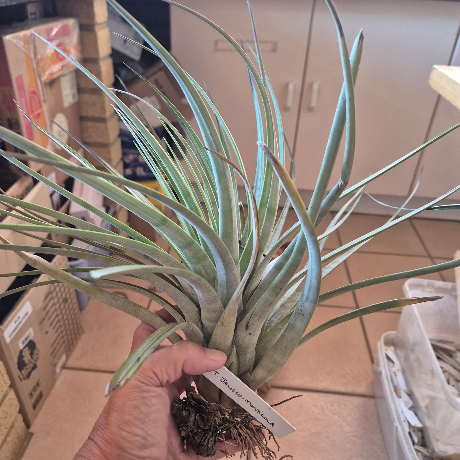 Tillandsia Jalusco_monticola