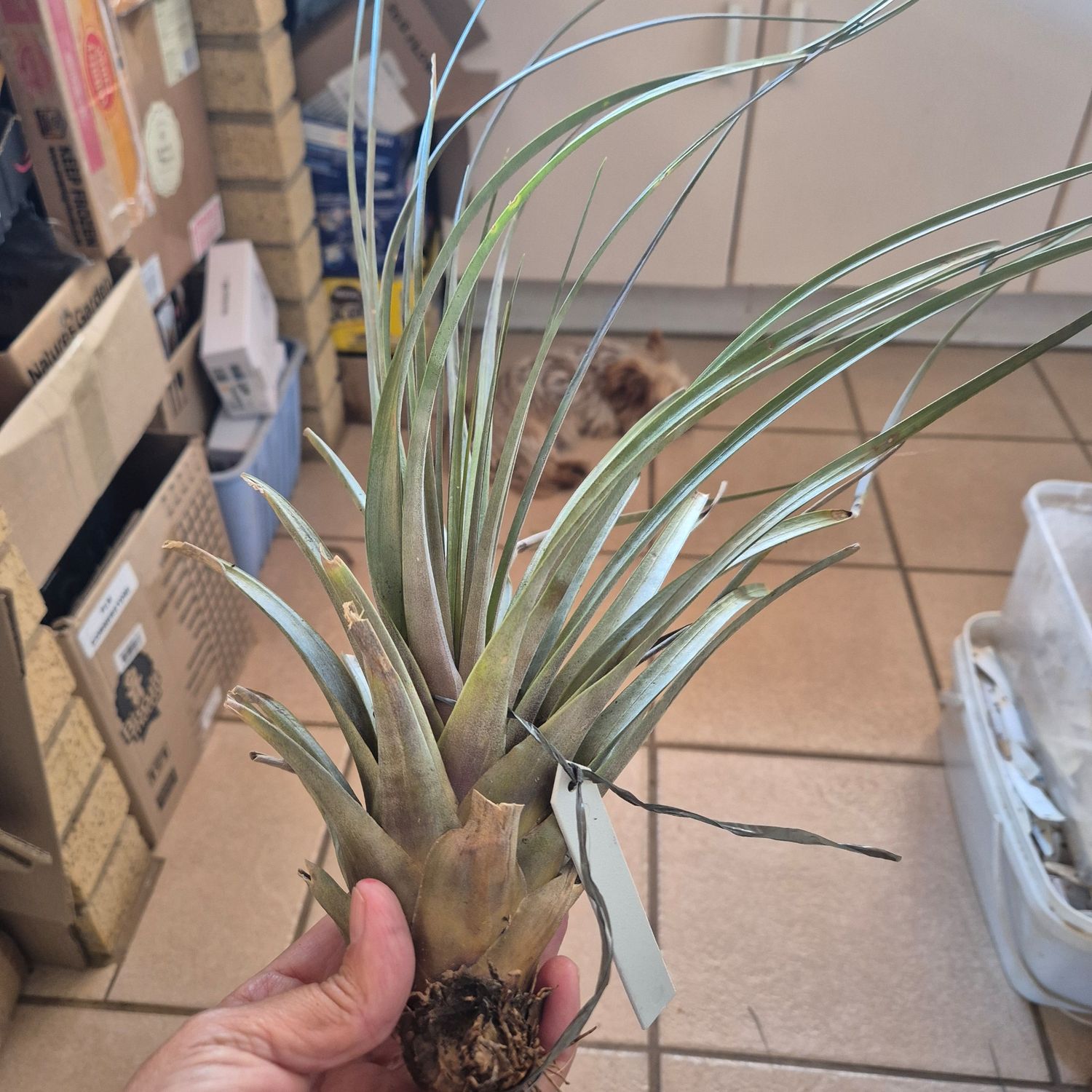 Tillandsia magnispica