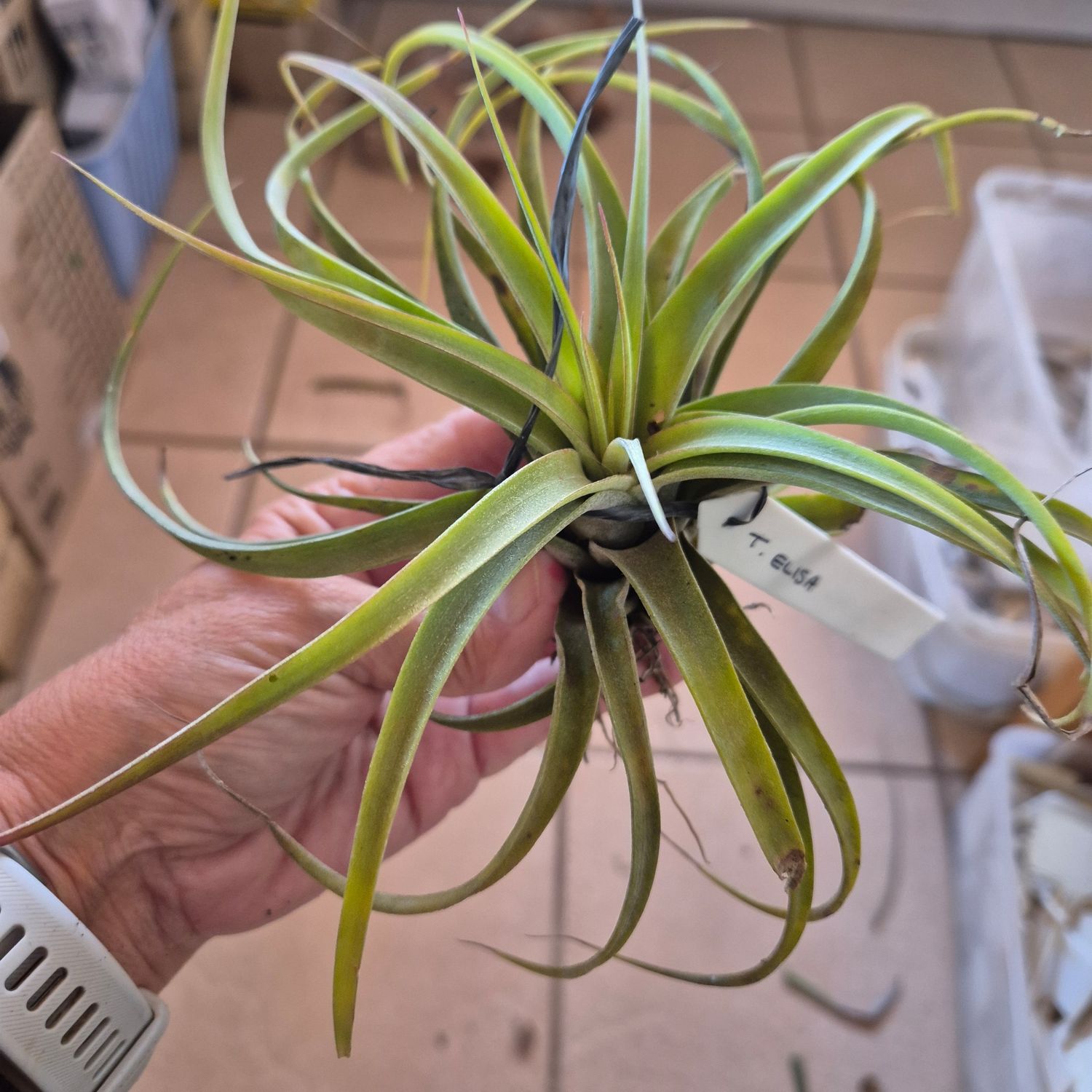 Tillandsias elisa