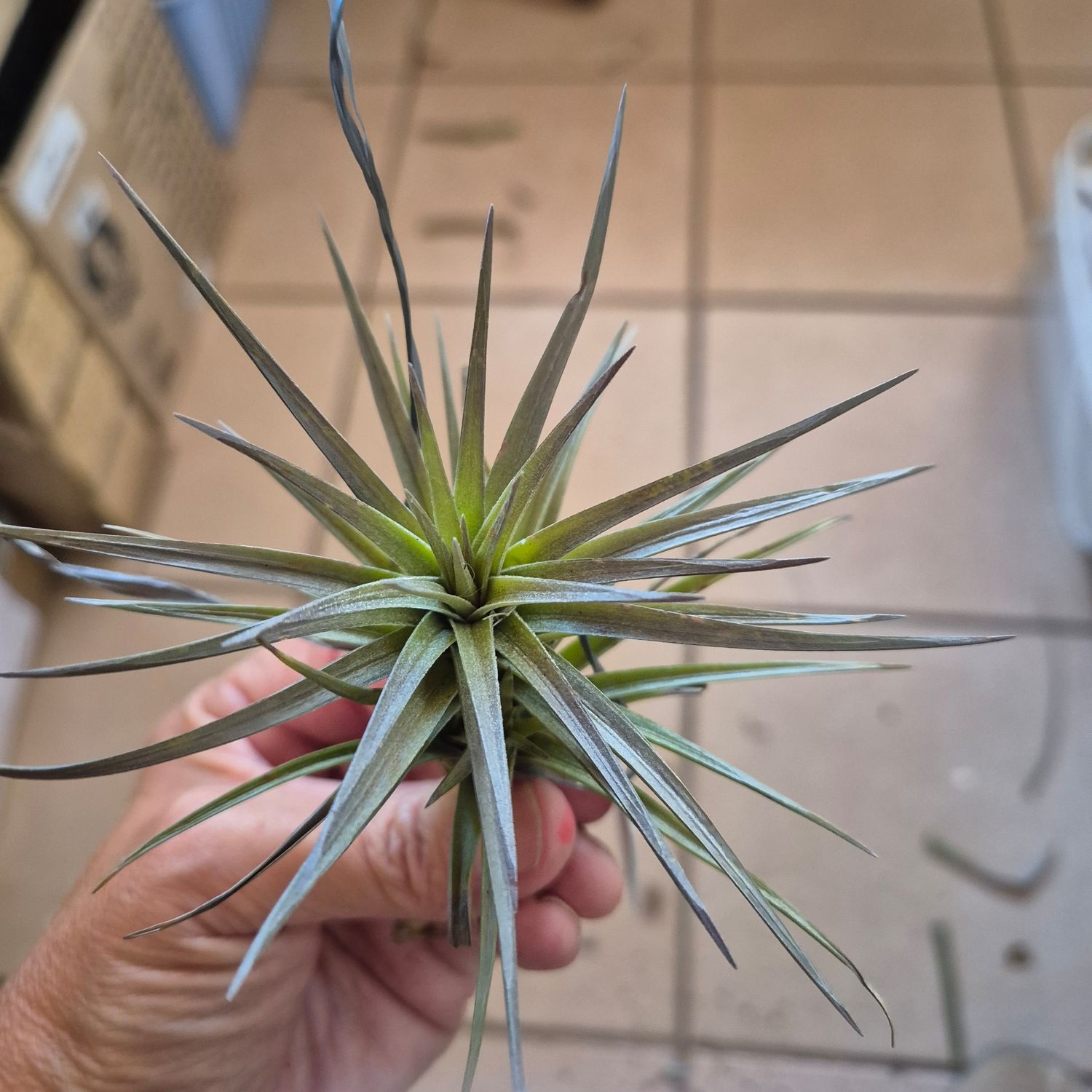 Tillandsia perky pink