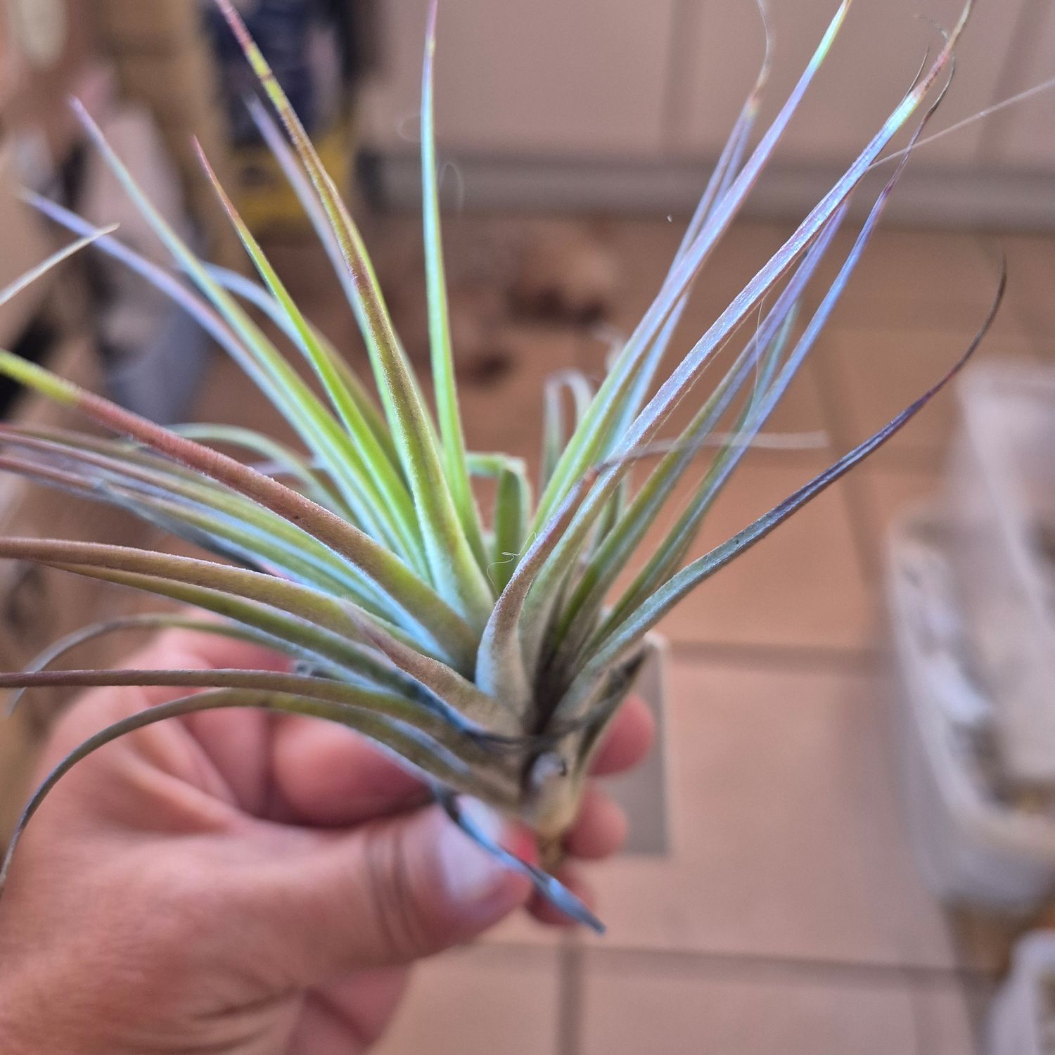 Tillandsia white star x ionantha druid