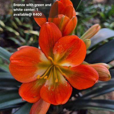 Clivia Bronze with green and white center.