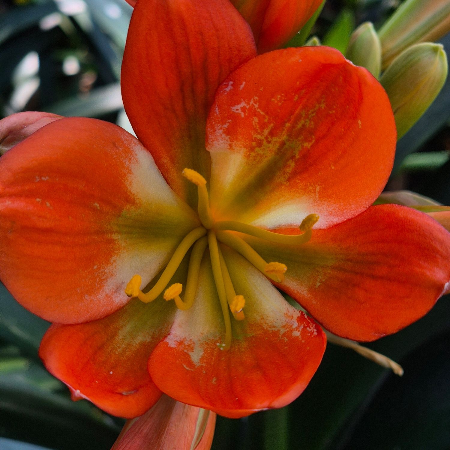 Clivia Bronze with green and white center. Clivia Bronze with green and white center.