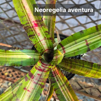 Neoregelia aventura