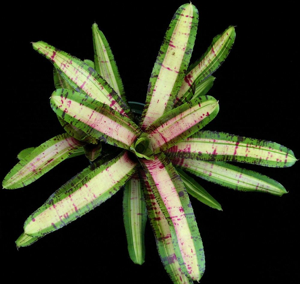 Neoregelia aventura Neoregelia aventura