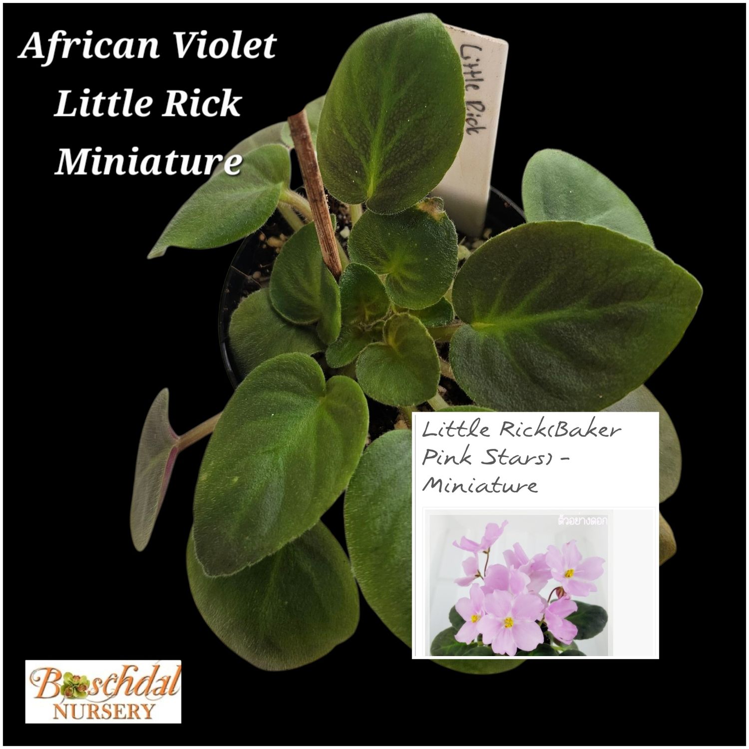 African Violet Little Rick starter plant African Violet Little Rick starter plant