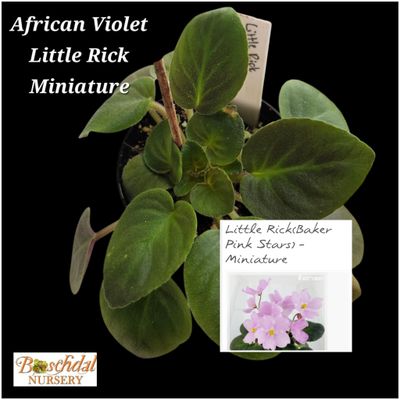 African Violet Little Rick starter plant African Violet Little Rick starter plant