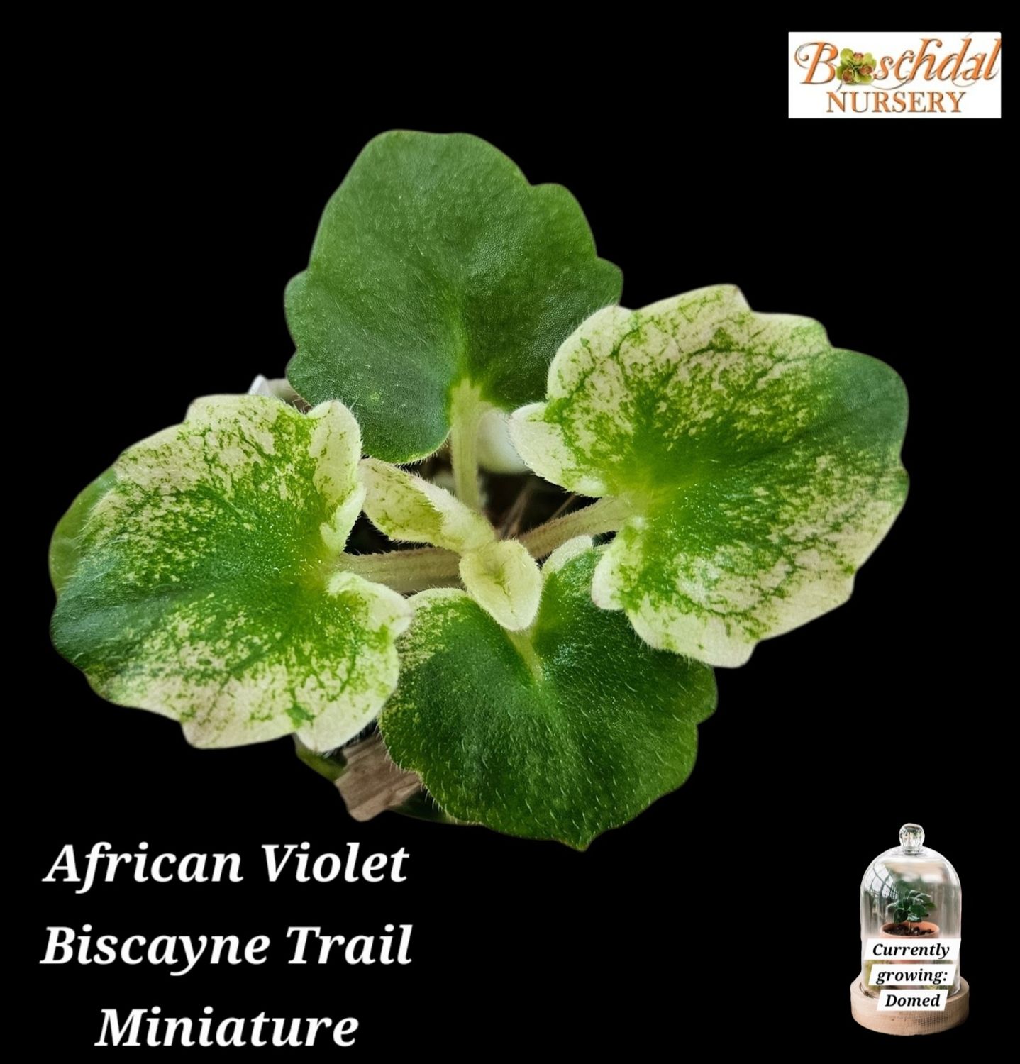 African Violet Biscayne Trail African Violet Biscayne Trail