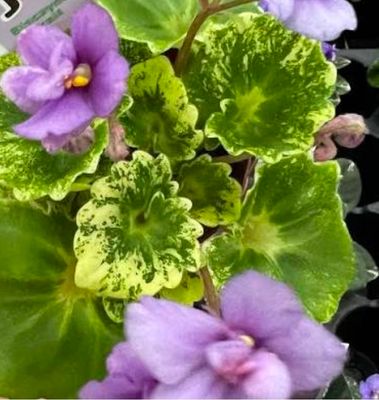African Violet Biscayne Trail
