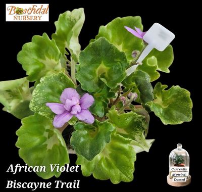 African Violet Biscayne Trail African Violet Biscayne Trail