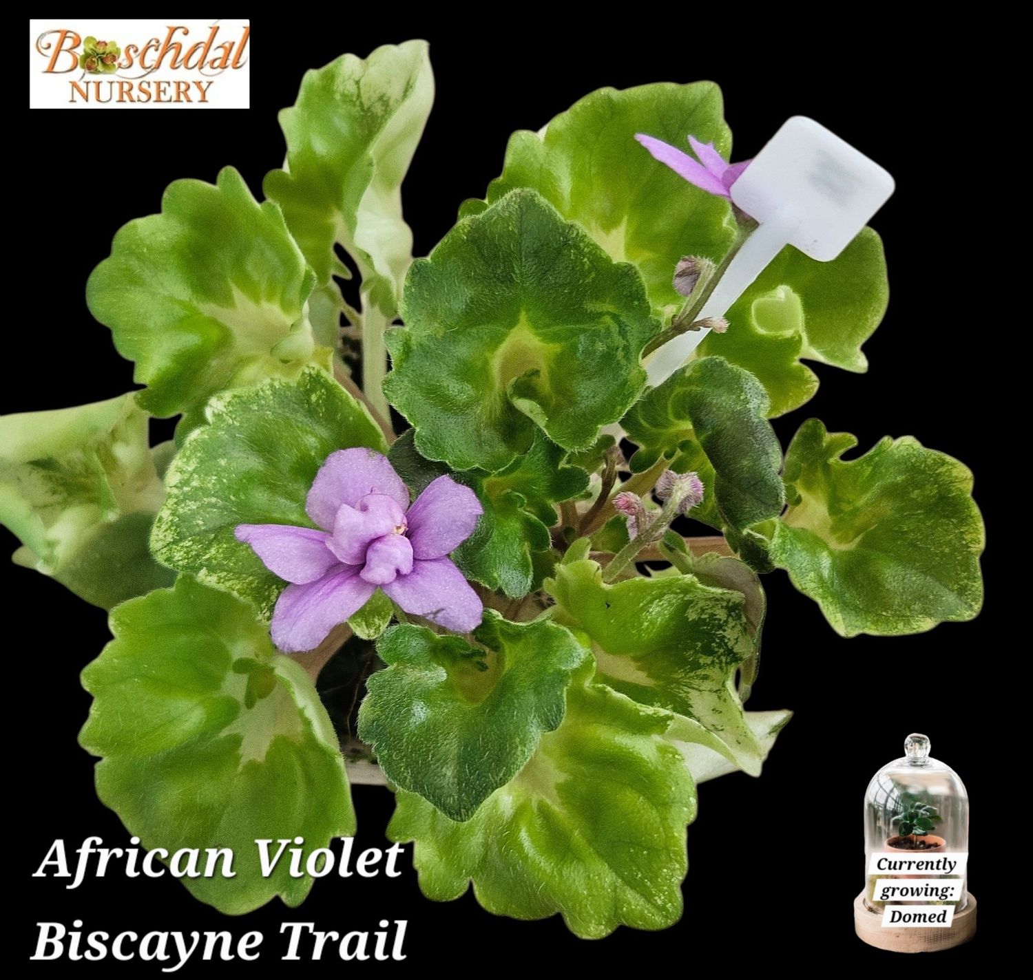 African Violet Biscayne Trail African Violet Biscayne Trail