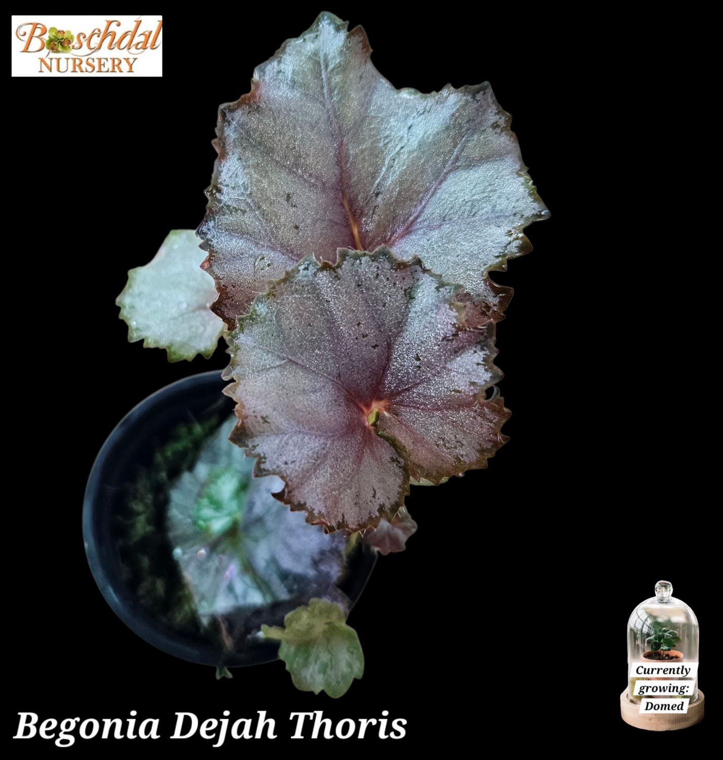Begonia Dejah Thoris Begonia Dejah Thoris