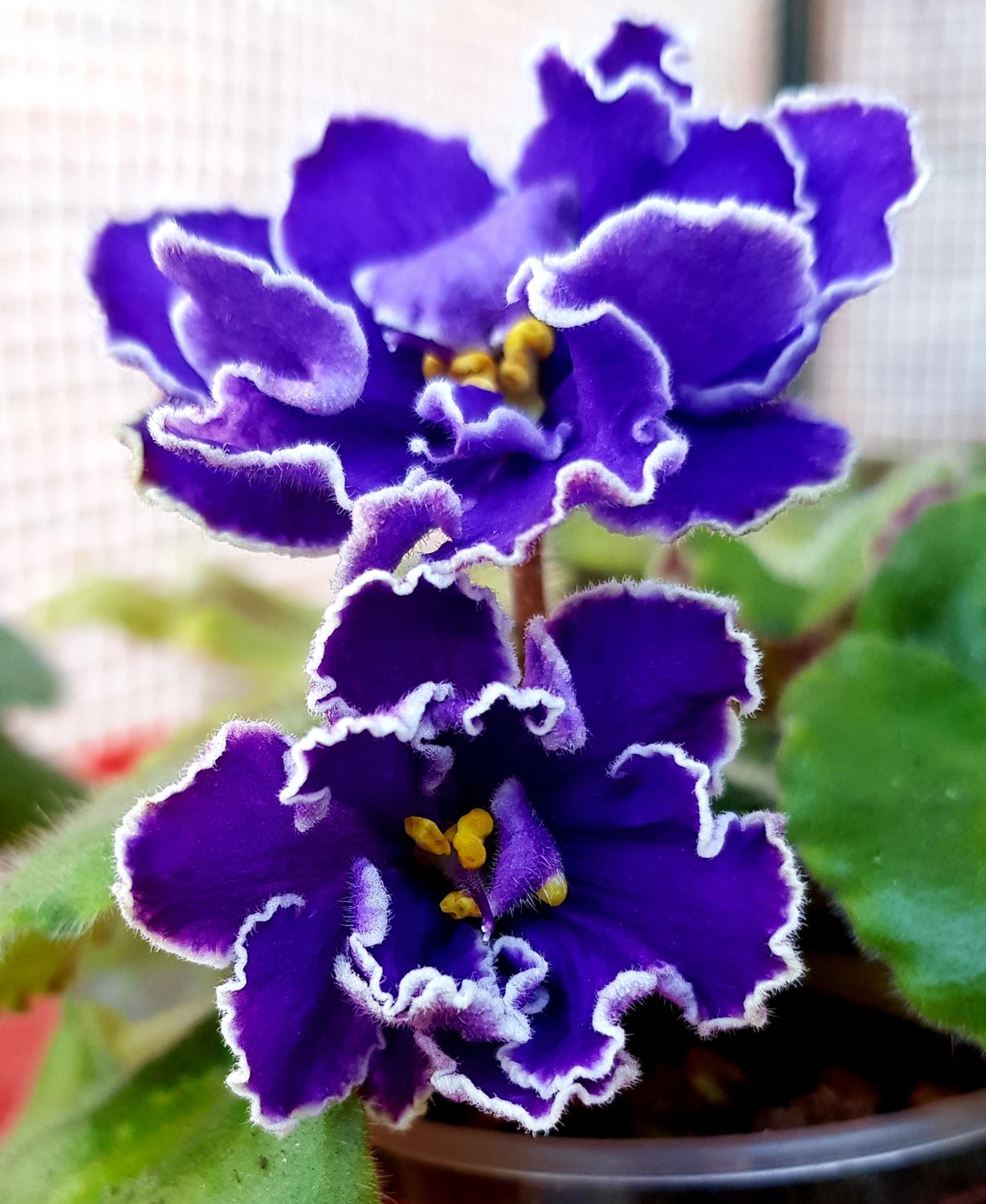African Violet Rose Artiki starter plant African Violet Rose Artiki starter plant
