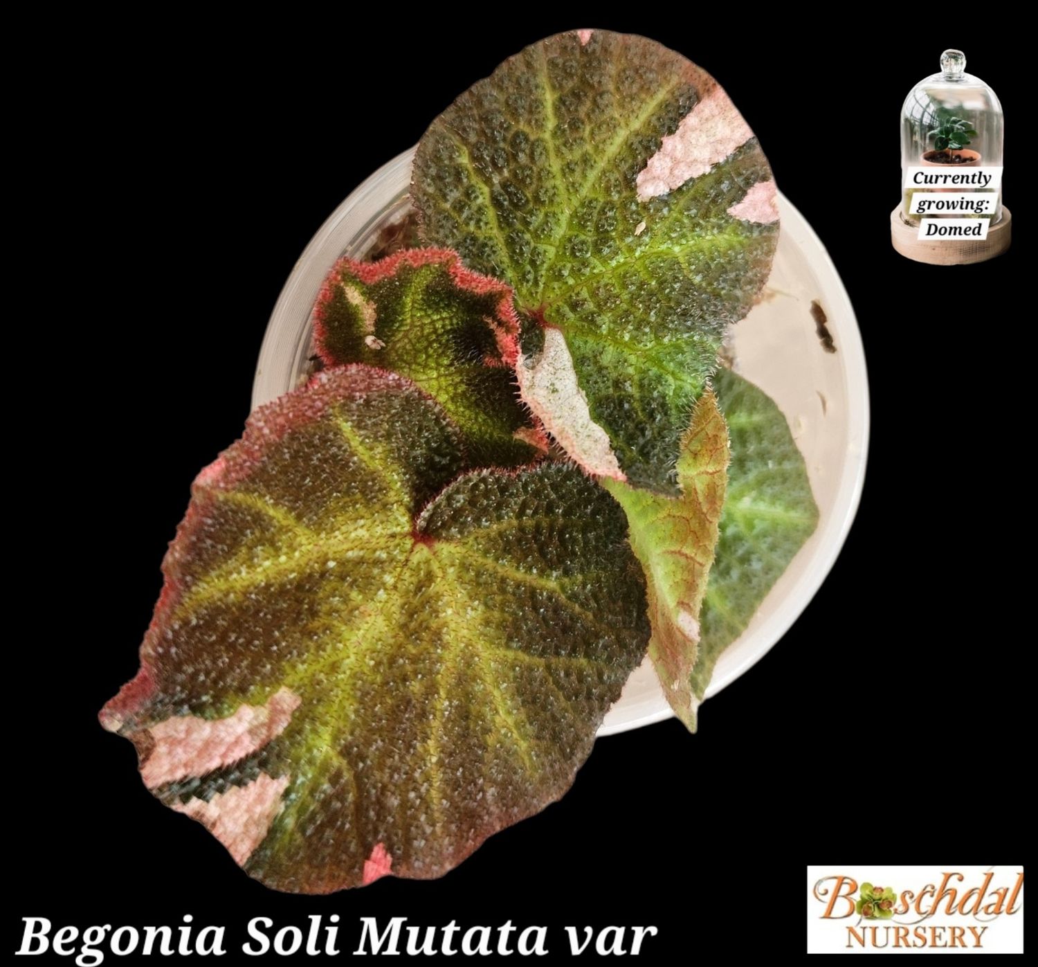 Begonia Soli Mutata Variegated Begonia Soli Mutata Variegated