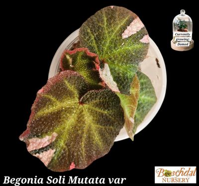 Begonia Soli Mutata Variegated Begonia Soli Mutata Variegated