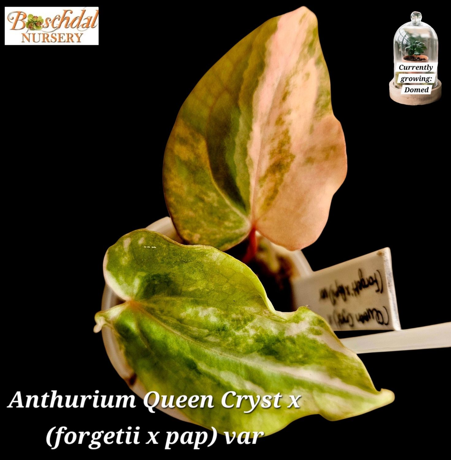 Anthurium Queen Cryst x (forgettii x pap)var Pink Anthurium Queen Cryst x (forgettii x pap)var Pink