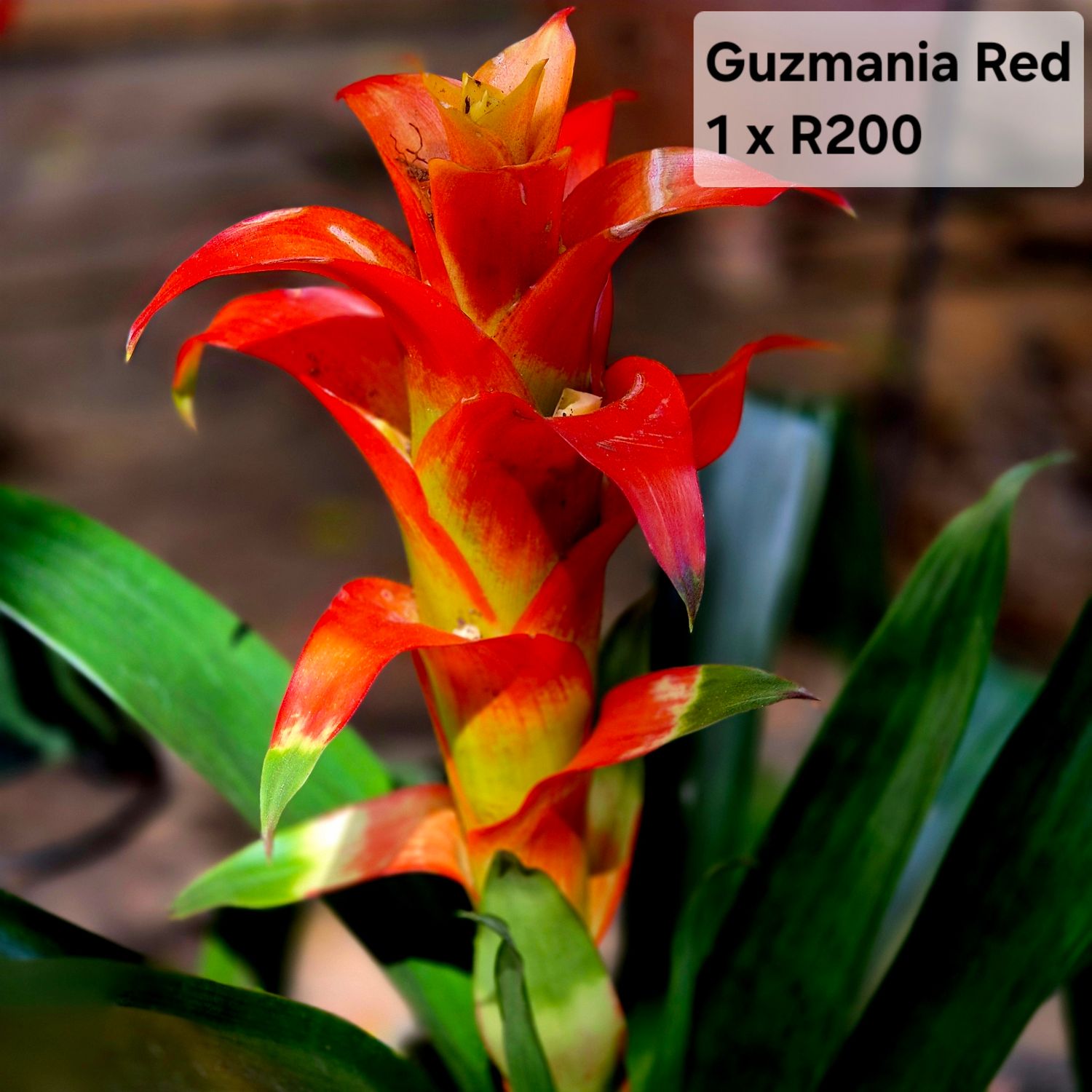 Guzmania Guzmania