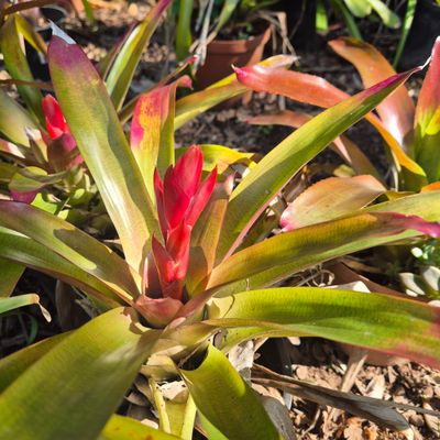Aechmea noid
