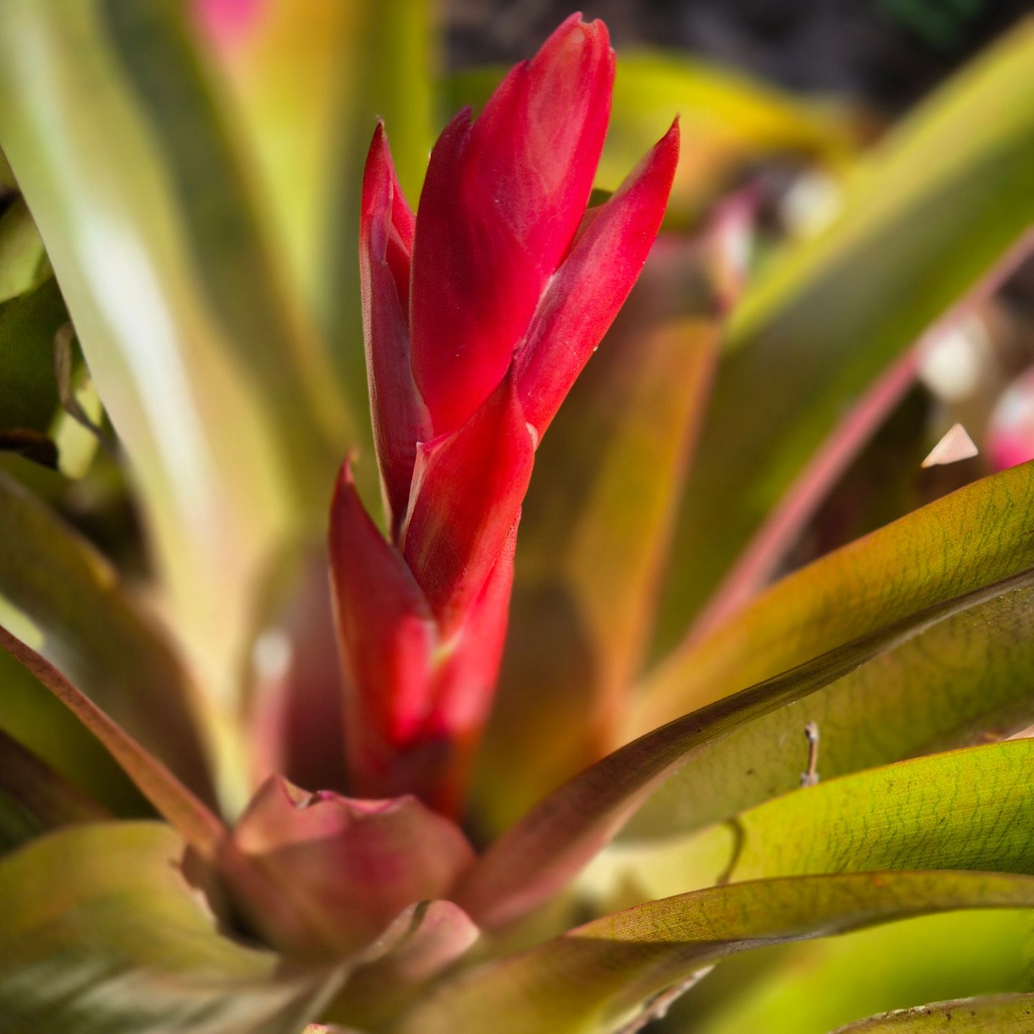 Aechmea noid