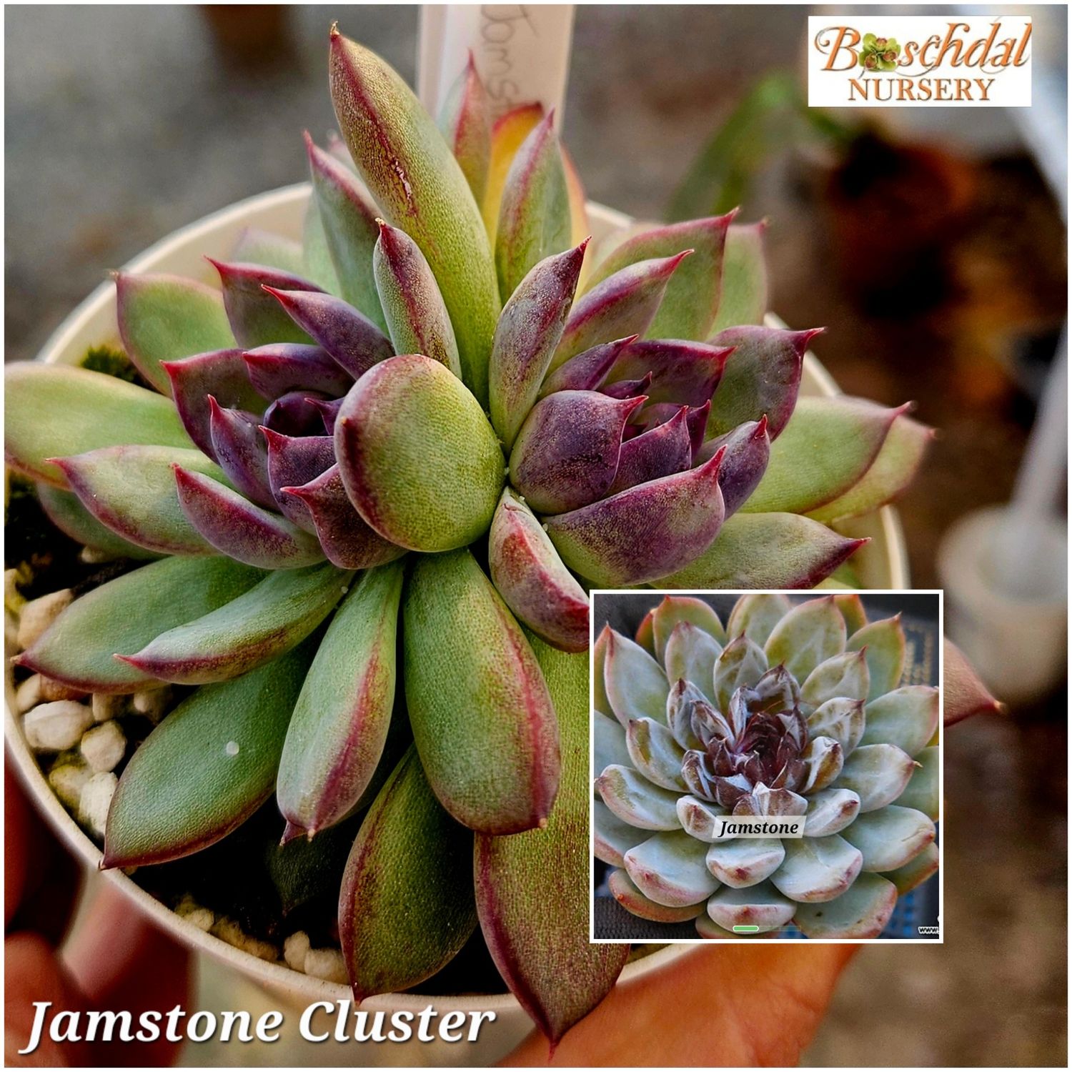 Echeveria Jamstone Cluster