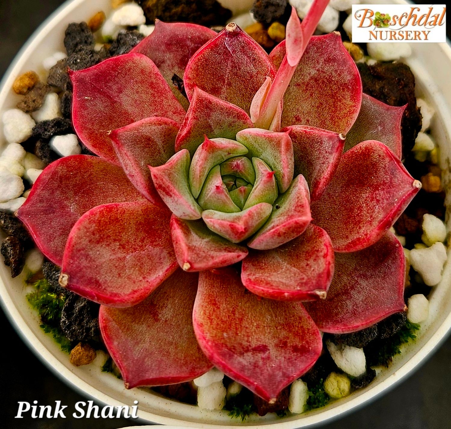 Echeveria Pink Shani Echeveria Pink Shani