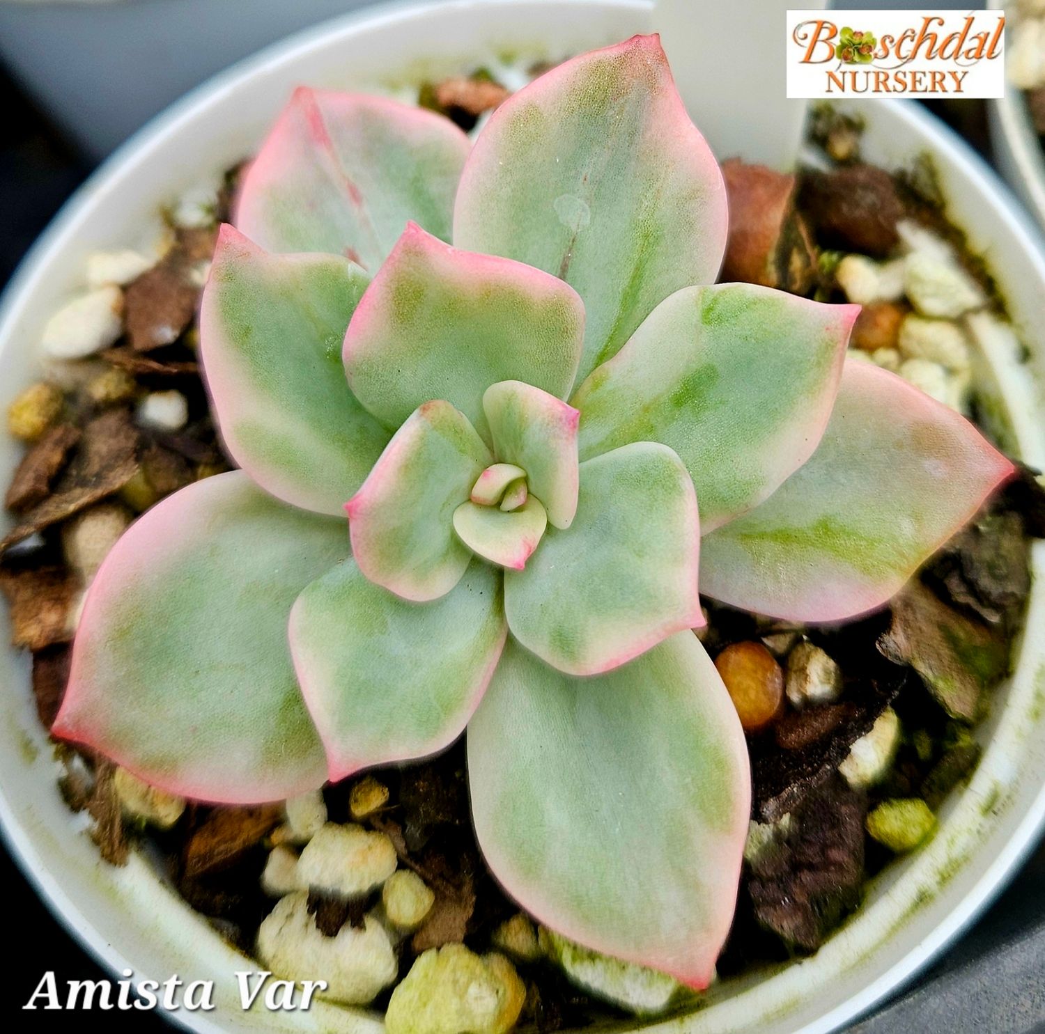 Echeveria Amista Variegated