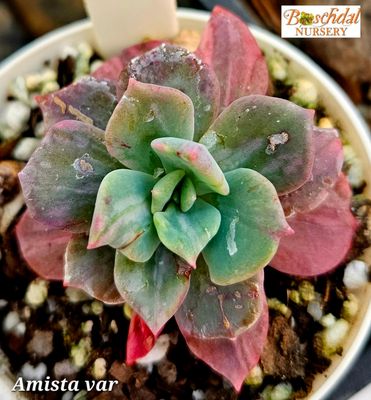 Echeveria Amista Variegated