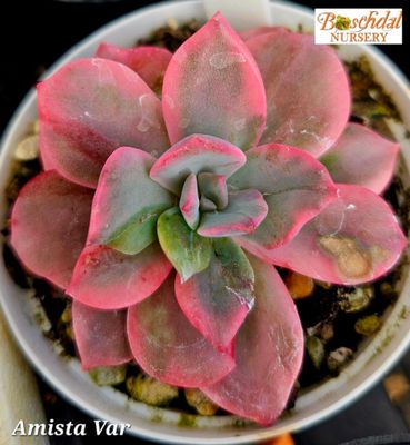 Echeveria Amista Variegated