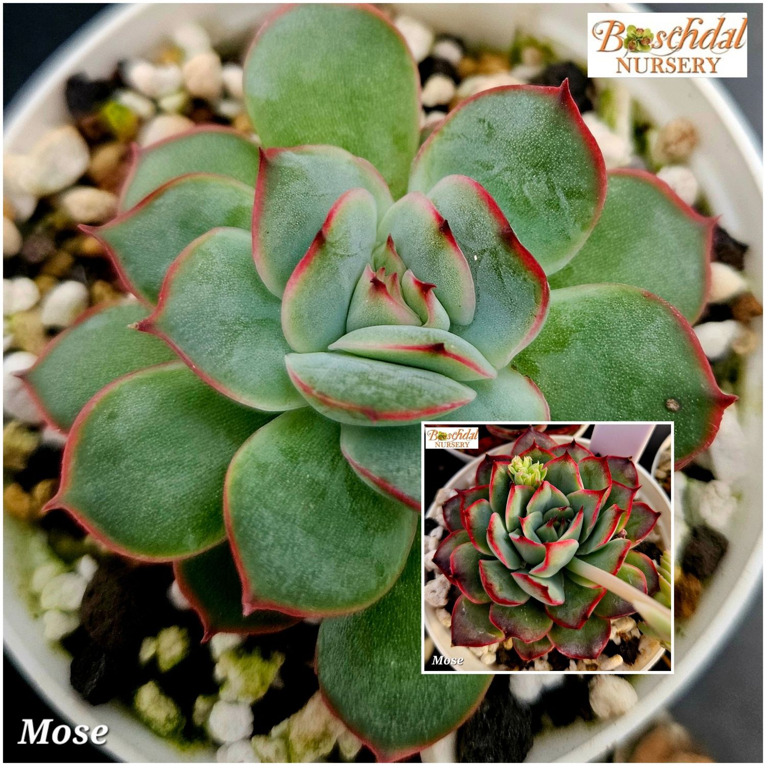 Echeveria Mose Echeveria Mose