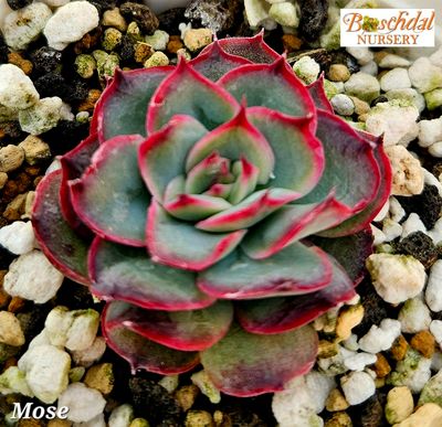 Echeveria Mose Echeveria Mose