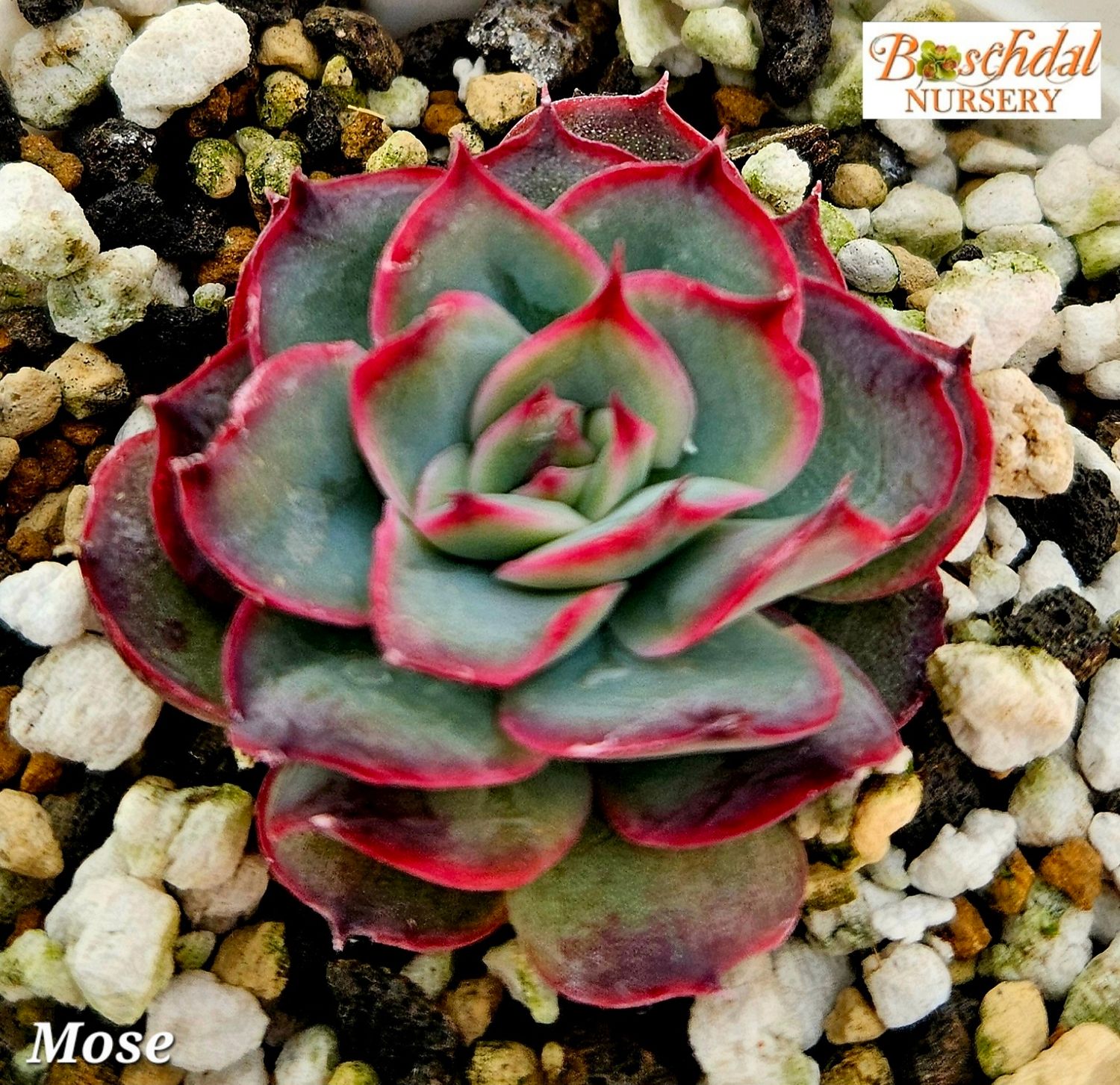 Echeveria Mose Echeveria Mose