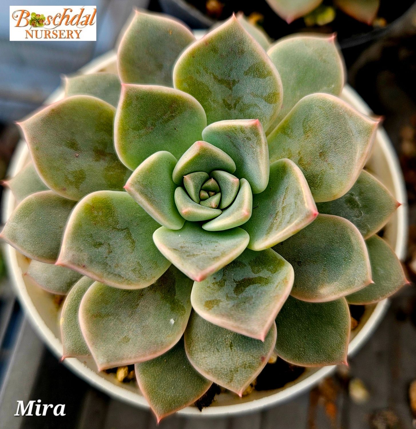 Echeveria Mira Echeveria Mira