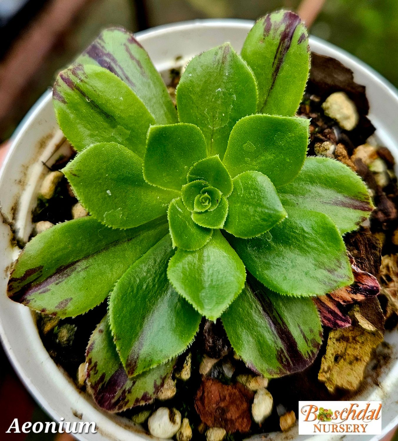 Aeonium Green and Black Aeonium Green and Black