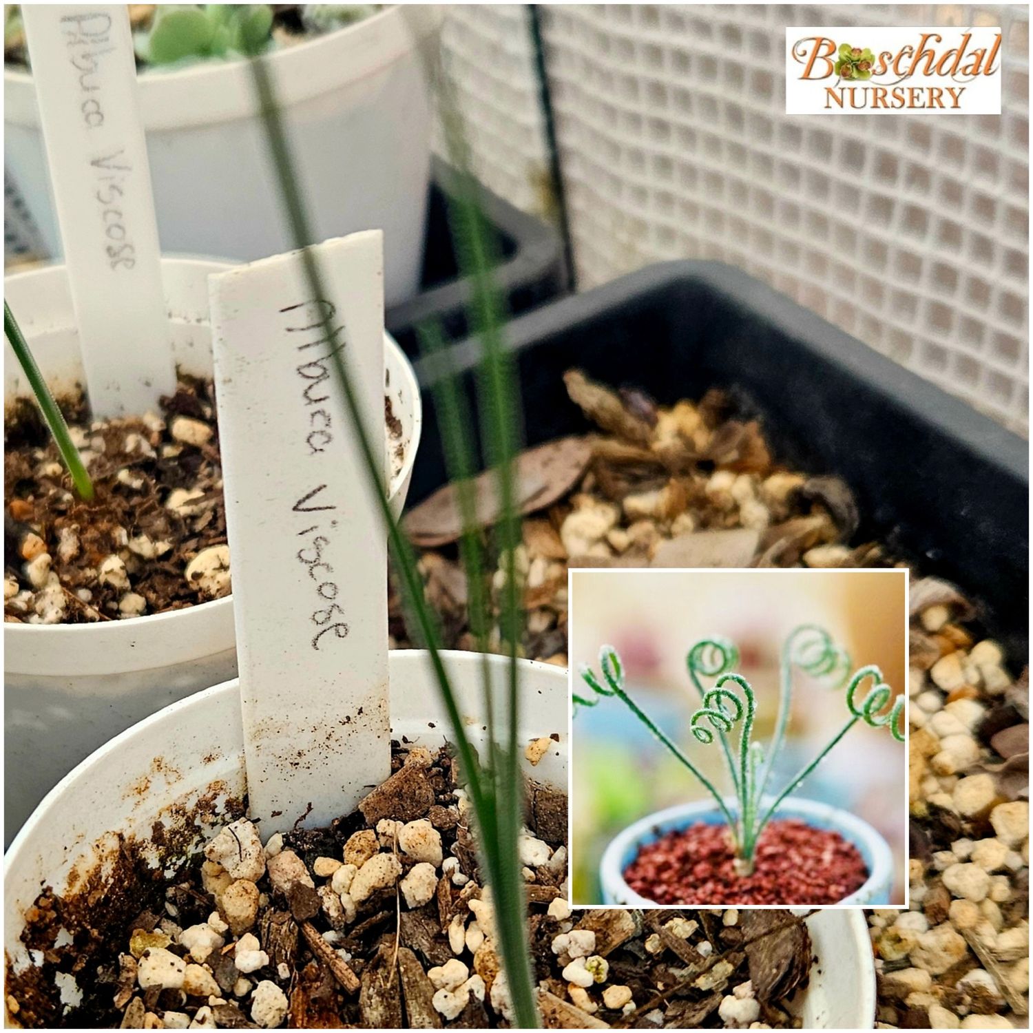 Albuca Visose