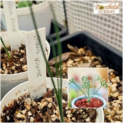 Albuca Visose Albuca Visose