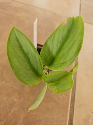 Scindapsus Moonlight Scindapsus Moonlight