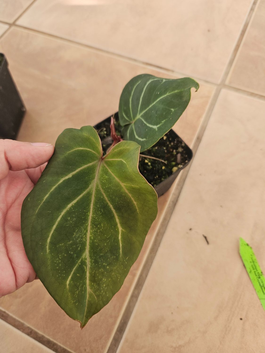 Anthurium King of Spades HU X NSE Red Crystallinum