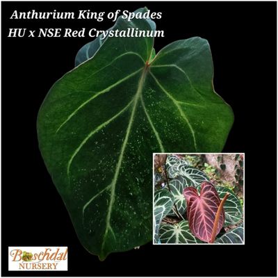 Anthurium King of Spades HU X NSE Red Crystallinum Anthurium King of Spades HU X NSE Red Crystallinum