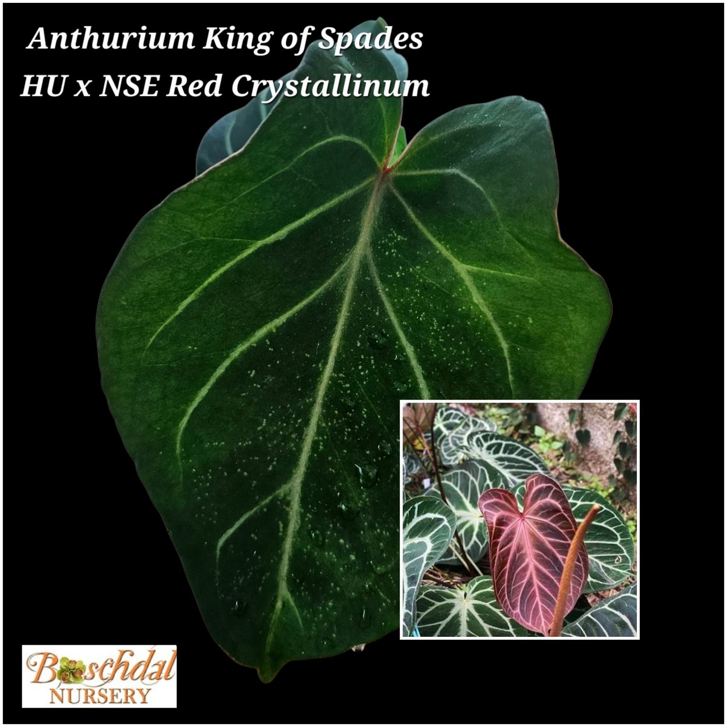 Anthurium King of Spades HU X NSE Red Crystallinum Anthurium King of Spades HU X NSE Red Crystallinum
