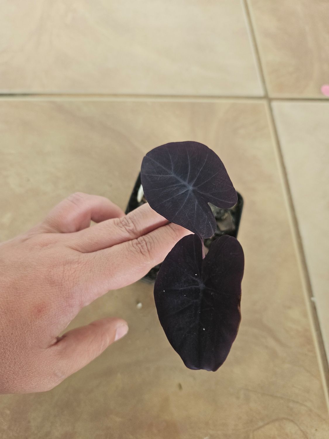 Colocasia Nirmala