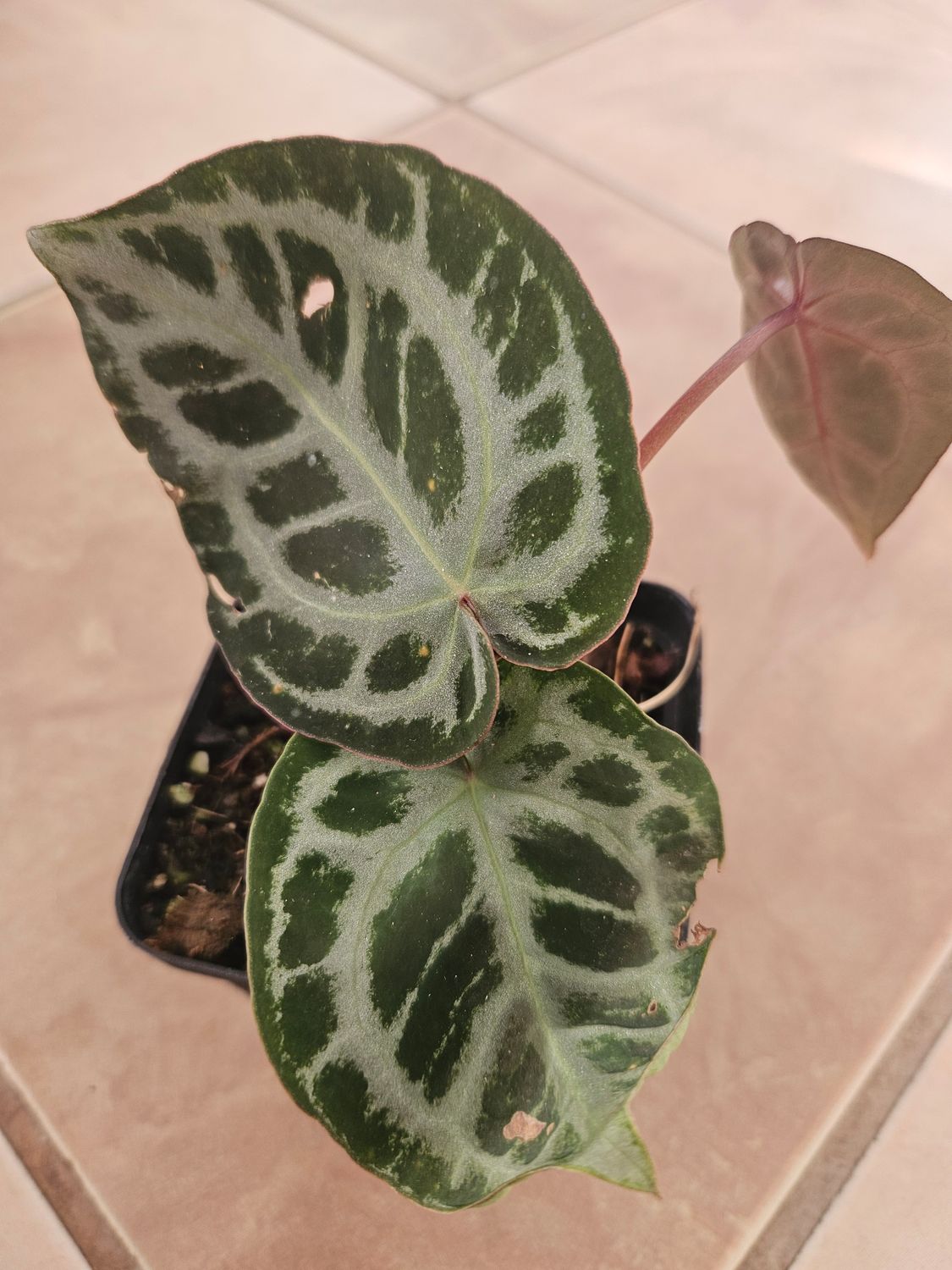 Anthurium SKG Pink Lemonade x (Crystallinum Select Large 53 x Angela 35) Anthurium SKG Pink Lemonade x (Crystallinum Select Large 53 x Angela 35)