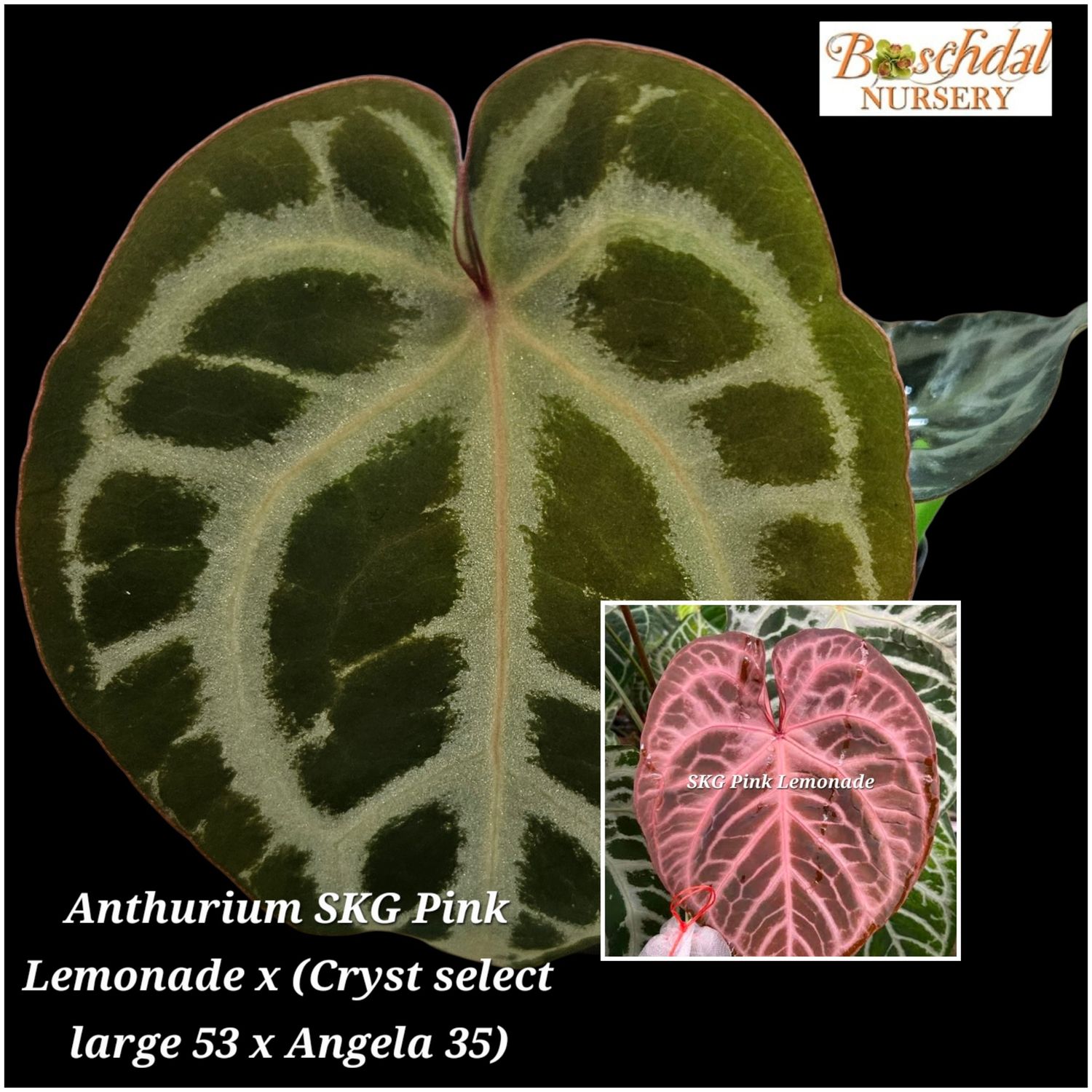 Anthurium SKG Pink Lemonade x (Crystallinum Select Large 53 x Angela 35) Anthurium SKG Pink Lemonade x (Crystallinum Select Large 53 x Angela 35)