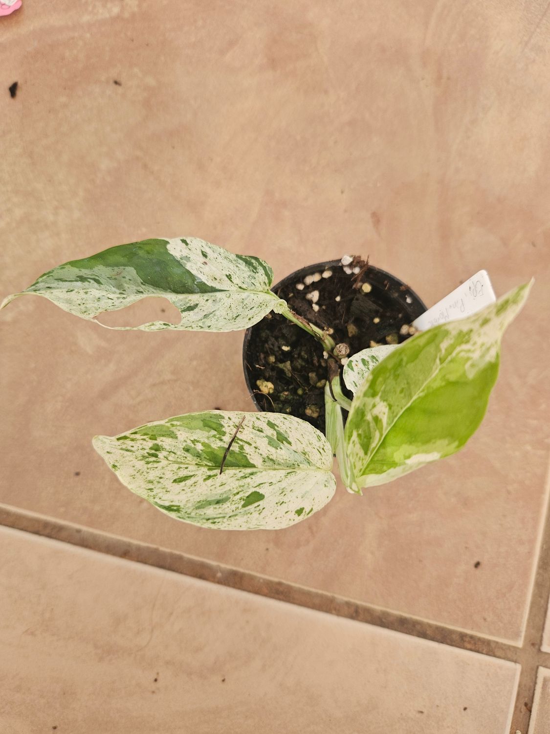 Scindapsus Pinniatum Marble