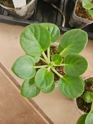 African Violet Noid White and Purple Starter plant