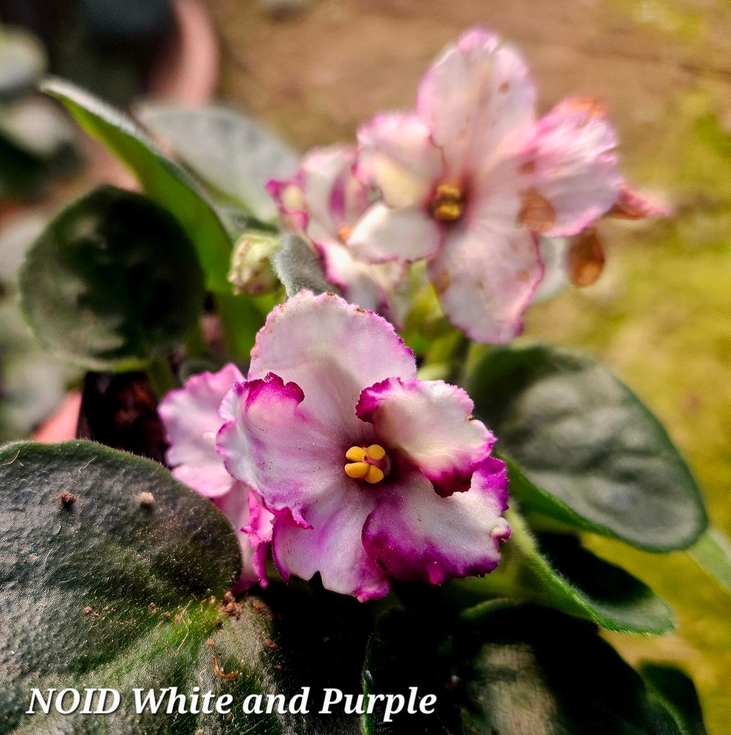 African Violet Noid White and Purple Starter plant