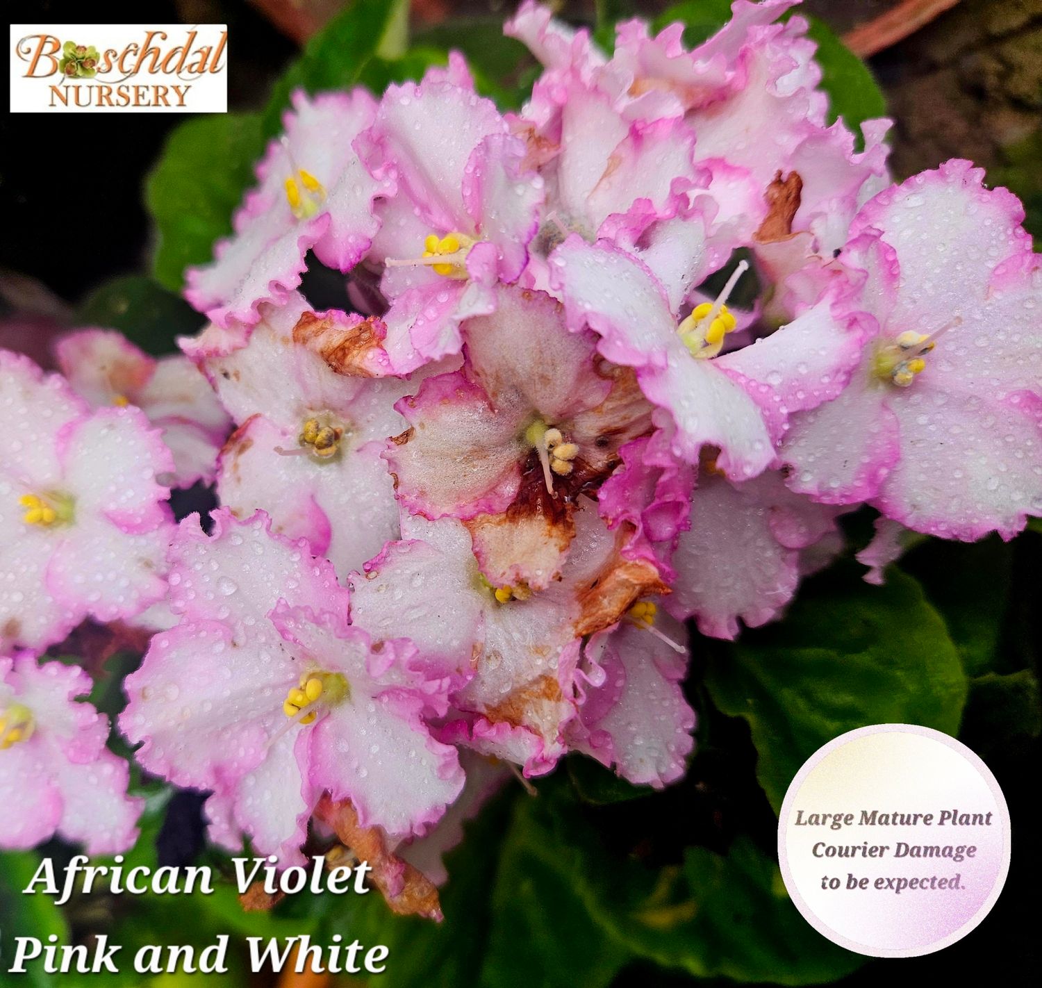 African Violet noid White and Pink starter plant African Violet noid White and Pink starter plant