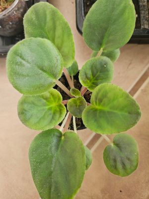 African Violet noid White and Pink starter plant
