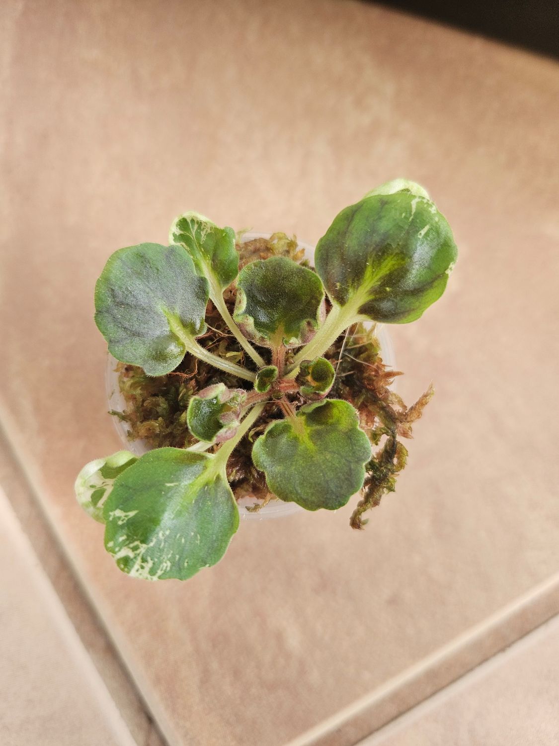 African Violet Mac's Pizzicato Paradise Starter Plant African Violet Mac's Pizzicato Paradise Starter Plant