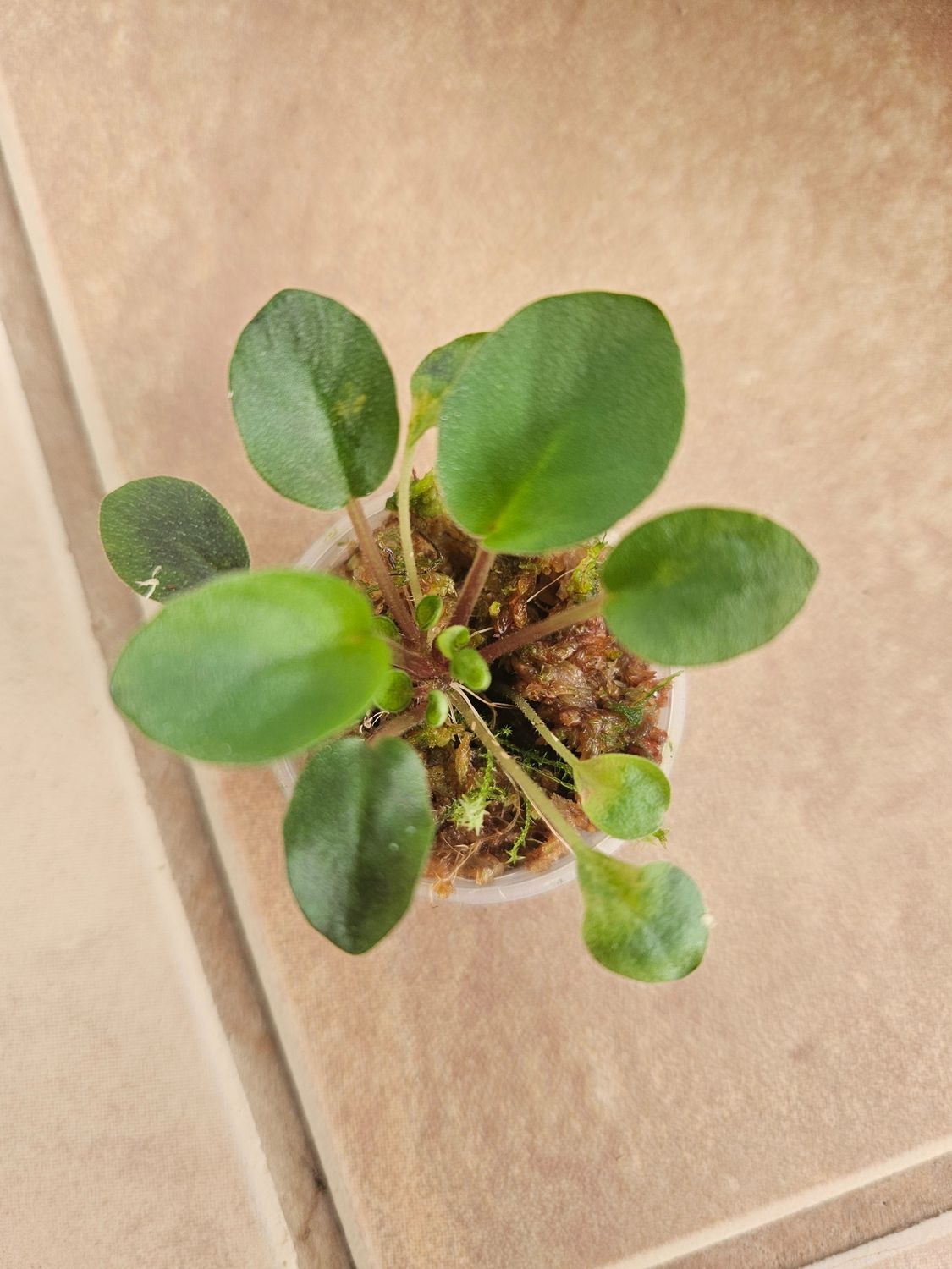 African Violet Rob's Boolaroo Starter African Violet Rob's Boolaroo Starter
