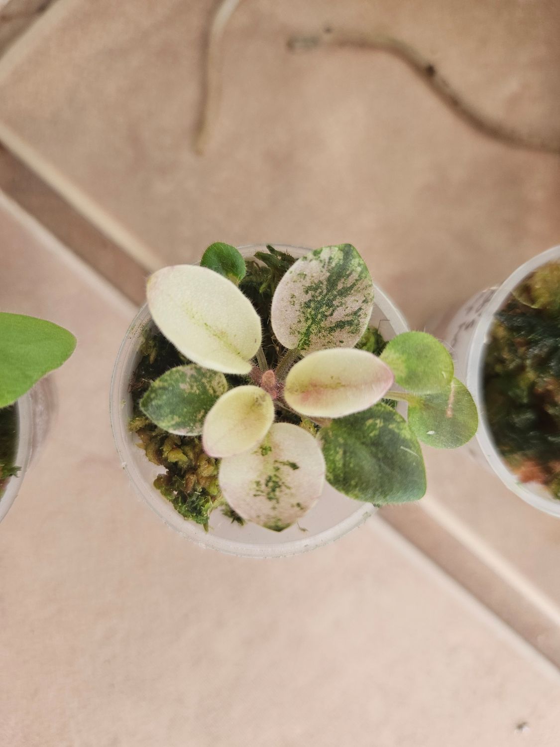 African Violet Rob's Slap Happy Miniature Starter Plant African Violet Rob's Slap Happy Miniature Starter Plant